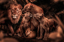 Glasschilderij - 150x100 / 120x80cm - Exclusive - KRUGER - Dieren - ADAM Leeuwen Familie
