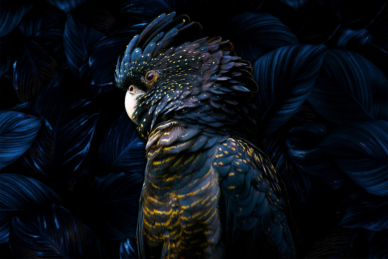 Glasschilderij - 100x150 / 80x120 / 60x90cm (liggend) - Exclusive - Dieren - Kaketoe Riva