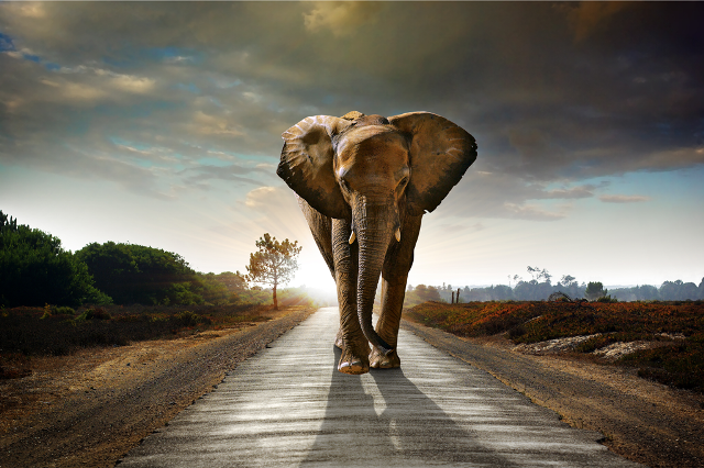 Glasschilderij - 100x150/ 80x120cm - Dieren - Olifant Savannah