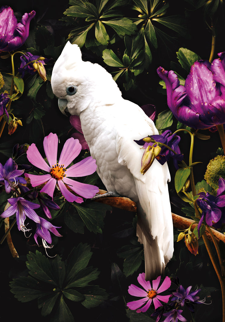 Glasschilderij - 120x80cm - Exclusive - Dieren - Kaketoe Rechts 2-Luik (2)