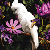 Glasschilderij - 120x80cm - Exclusive - Dieren - Kaketoe Rechts 2-Luik (2)