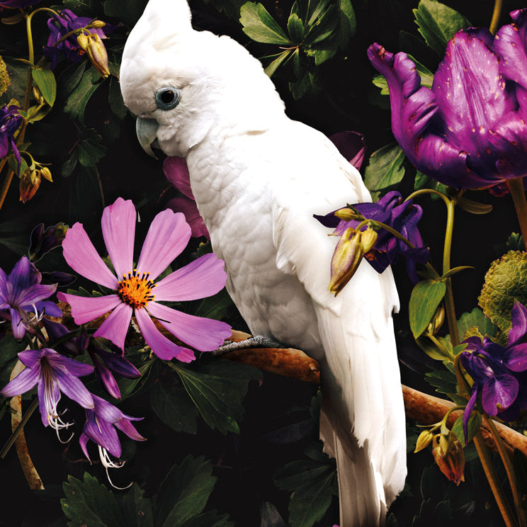 Glasschilderij - 120x80cm - Exclusive - Dieren - Kaketoe Rechts 2-Luik (2)