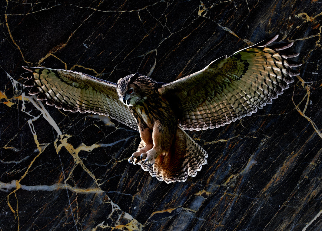 Glasschilderij - 120x80cm - Exclusive - Dieren - Otis Owl Uil