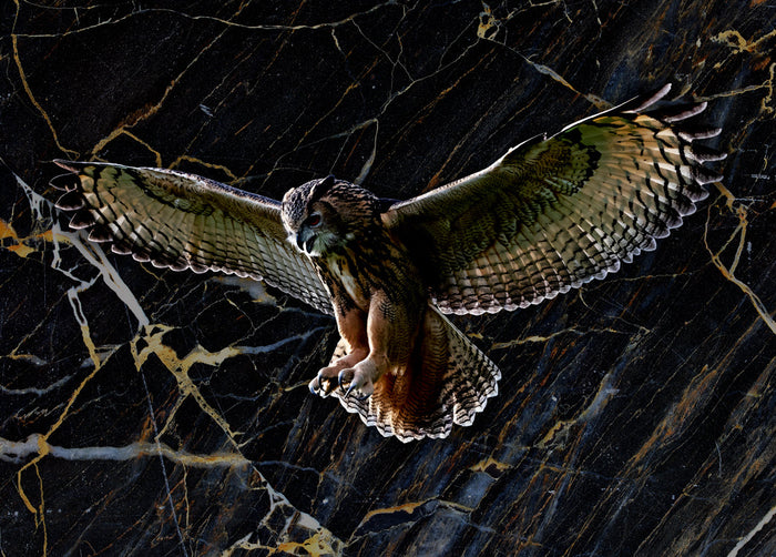 Glasschilderij - 120x80cm - Exclusive - Dieren - Otis Owl Uil