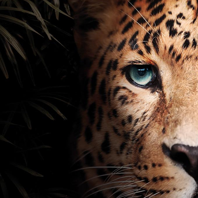 Glasschilderij - 120x80cm - Exclusive - Dieren - Panter