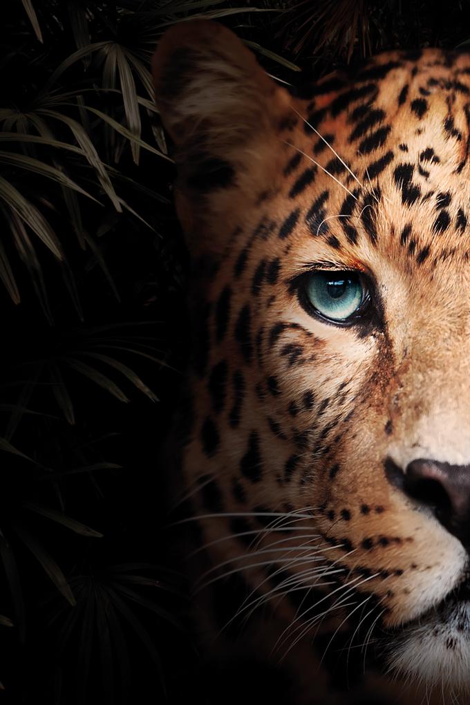 Glasschilderij - 120x80cm - Exclusive - Dieren -  Panter