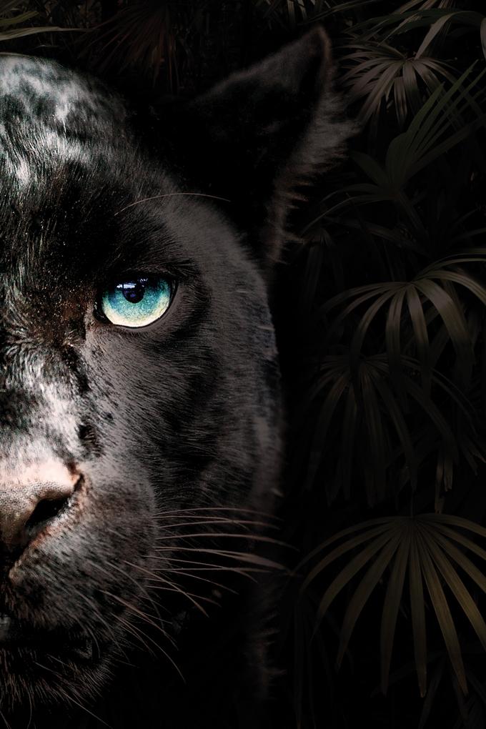 Glasschilderij - 120x80cm - Exclusive - Dieren - Zwarte Panter