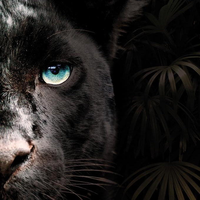 Glasschilderij - 120x80cm - Exclusive - Dieren - Zwarte Panter