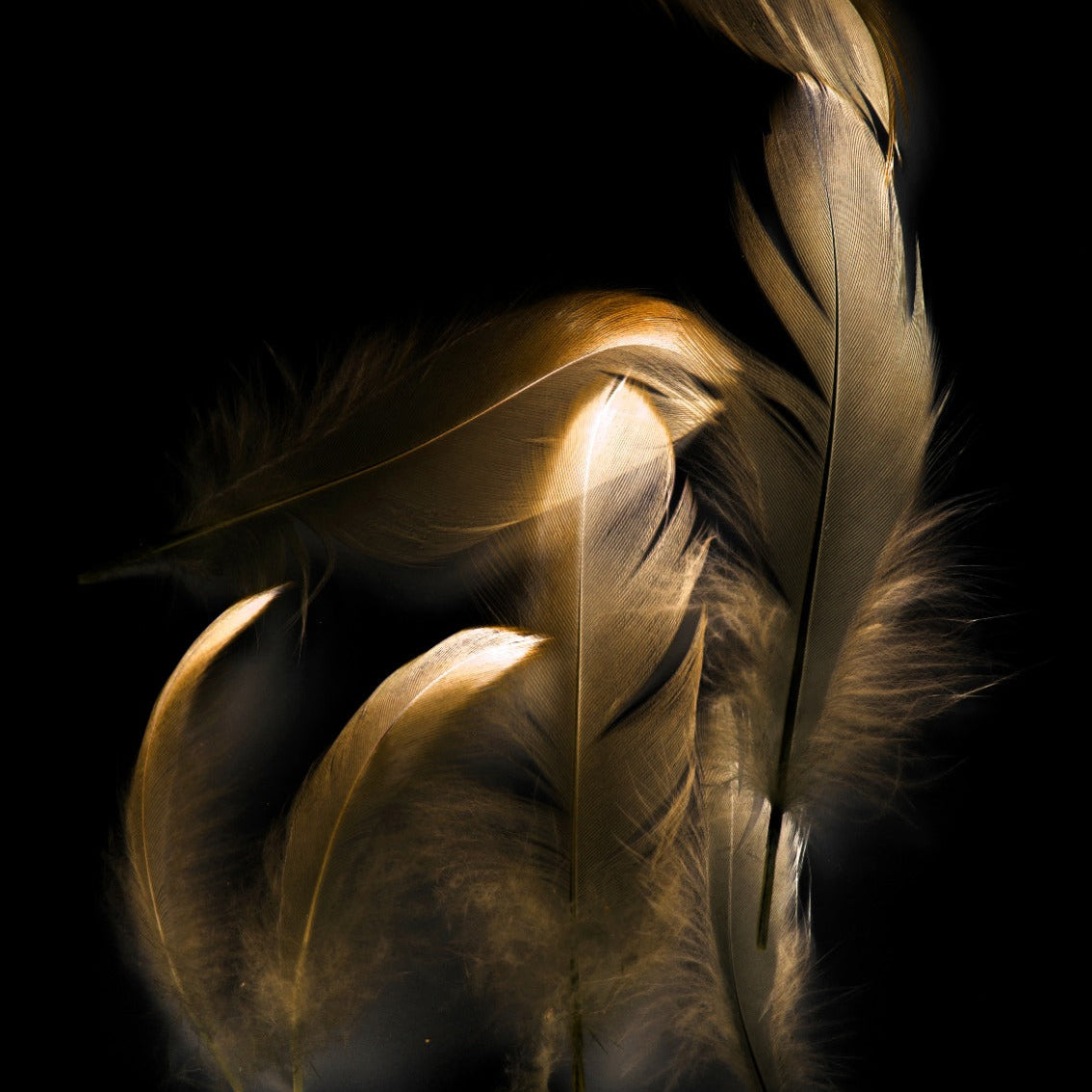 Glasschilderij - 120x80cm - Exclusive - Special - Gouden Veren