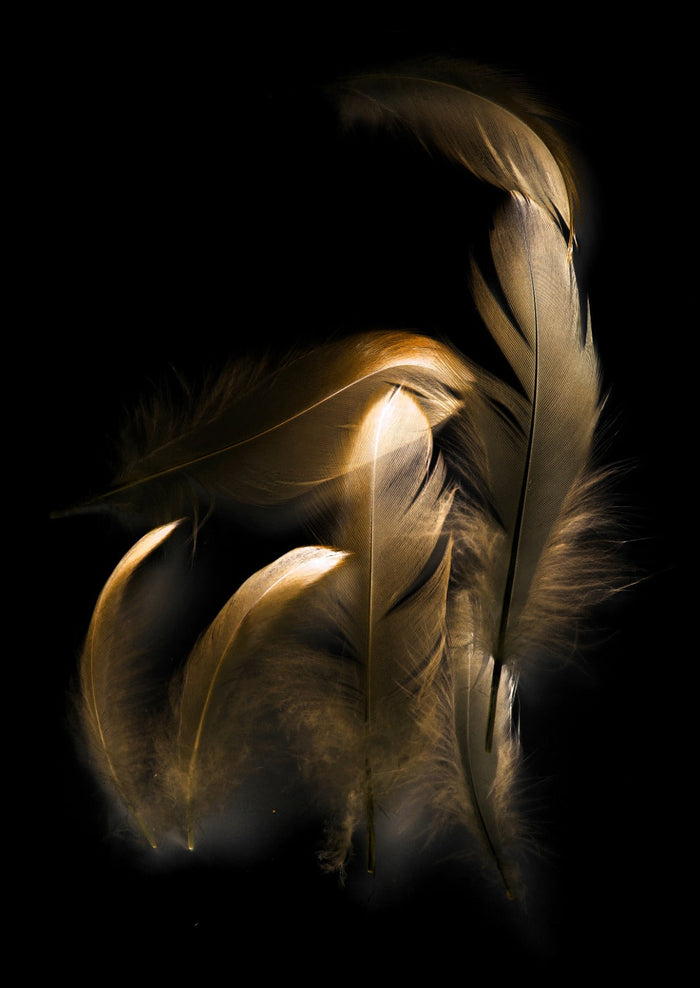 Glasschilderij - 120x80cm - Exclusive - Special - Gouden Veren