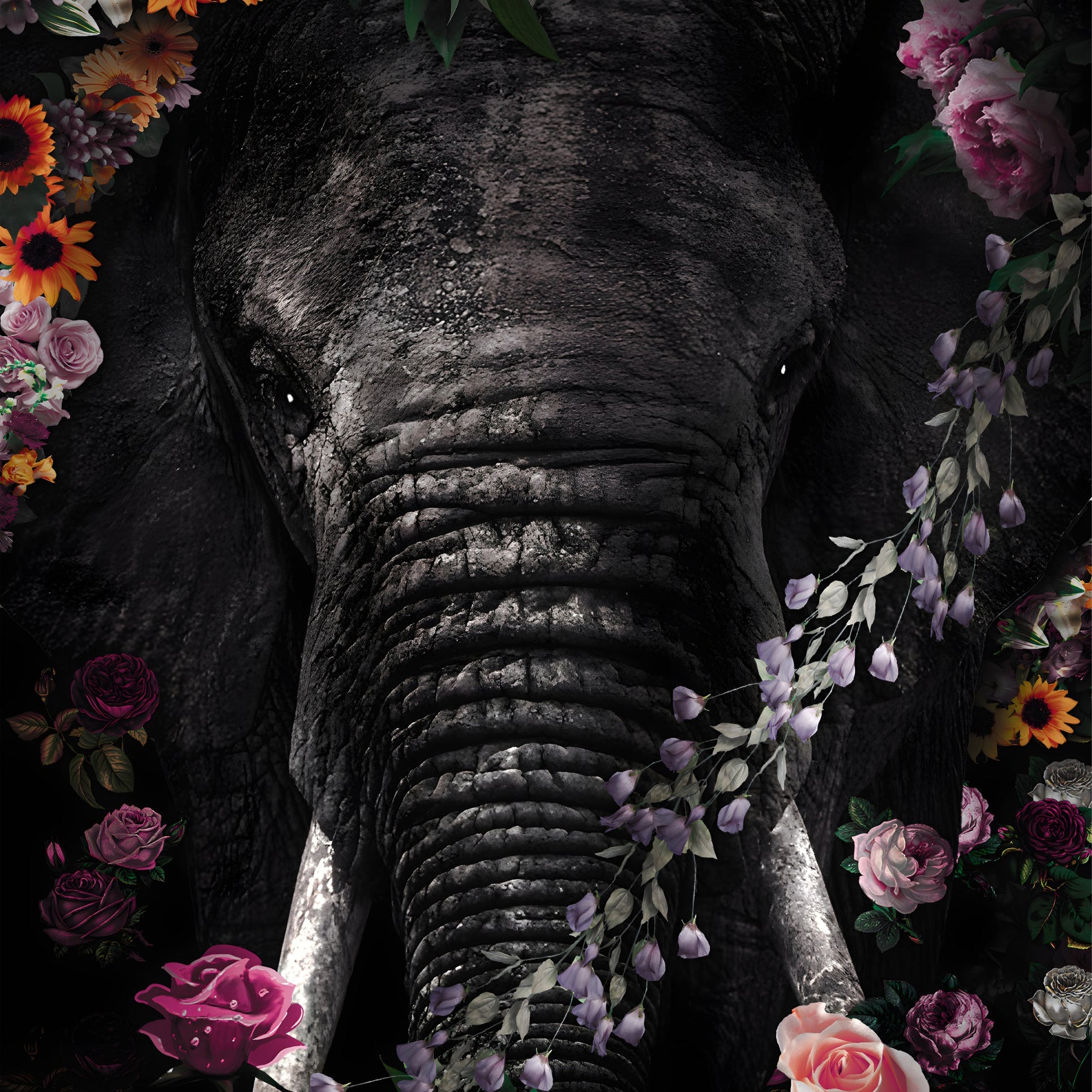 Glasschilderij - 150x100 / 120x80 / 90x60cm - Exclusive - KRUGER - Olifant Boris