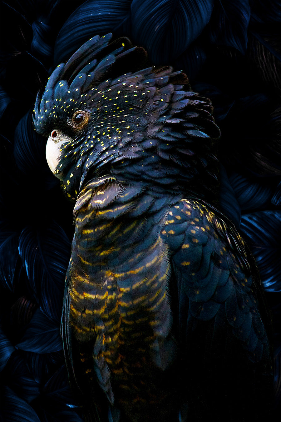 Glasschilderij - 150x100 / 120x80 / 90x60cm (staand) - Exclusive - Dieren - Kaketoe Riva