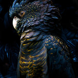 Glasschilderij - 150x100 / 120x80 / 90x60cm (staand) - Exclusive - Dieren - Kaketoe Riva