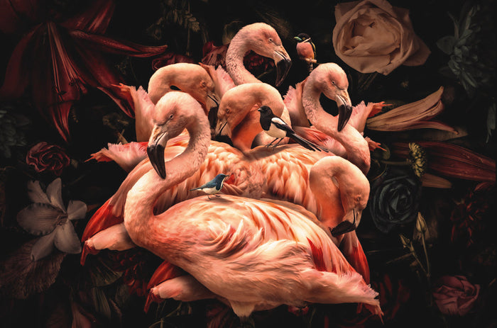Glasschilderij - Exclusive - Dieren - Flamingo Rosa (Liggend)