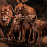 Glasschilderij - 150x100 / 120x80cm - Exclusive - KRUGER - Dieren - ADAM Leeuwen Familie