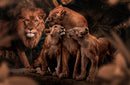 Glasschilderij - 150x100 / 120x80cm - Exclusive - KRUGER - Dieren - ADAM Leeuwen Familie