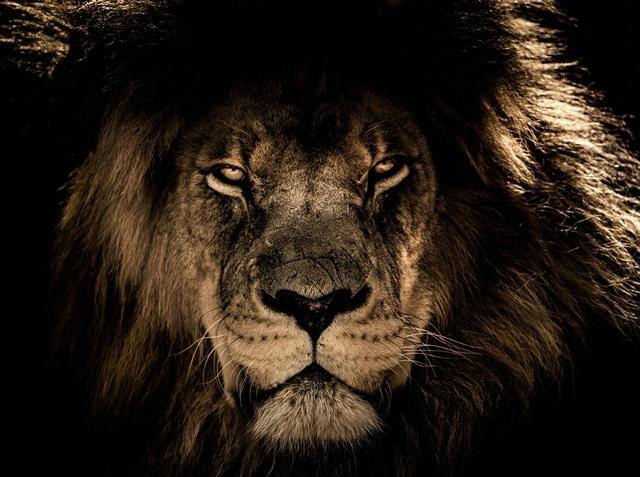 Glasschilderij - 150x100/ 120x80cm - Dieren - Leeuw | Lion Art