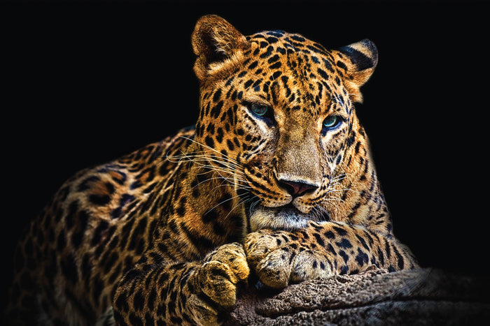 Glasschilderij - 150x100 / 120x80cm - Exclusive - Dieren - Panter Oliva