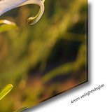 Glasschilderij - Exclusive - Liggend - Lelie Bloem