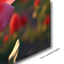 Glasschilderij - Exclusive - Liggend - Roze Roos Flora