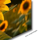 Glasschilderij - Exclusive - Liggend - Zonnebloem