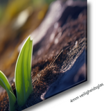 Glasschilderij - Exclusive - Liggend - Roze Tulp Bloemen