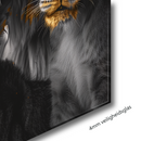 Glasschilderij - Exclusive - Staand - Leeuwenfamilie Moeder en 2 Welpjes Leeuwenhart - Gouden Eeuw Serie