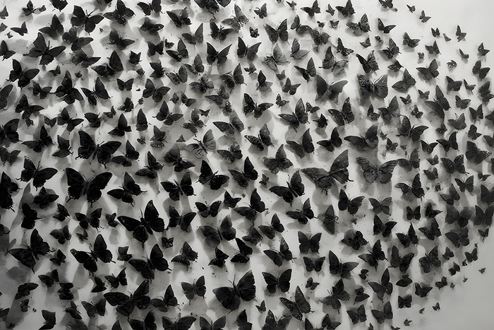 Glas schilderij hundreds of butterflies