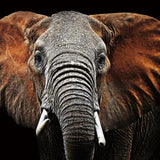 Glasschilderij - 80x120cm - Dieren - Olifant Ravi 120x80x0.4 cm