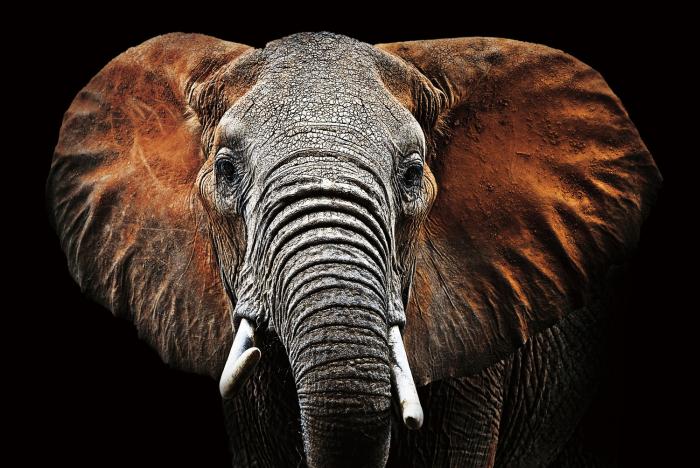 Glasschilderij - 80x120cm - Dieren - Olifant Ravi 120x80x0.4 cm
