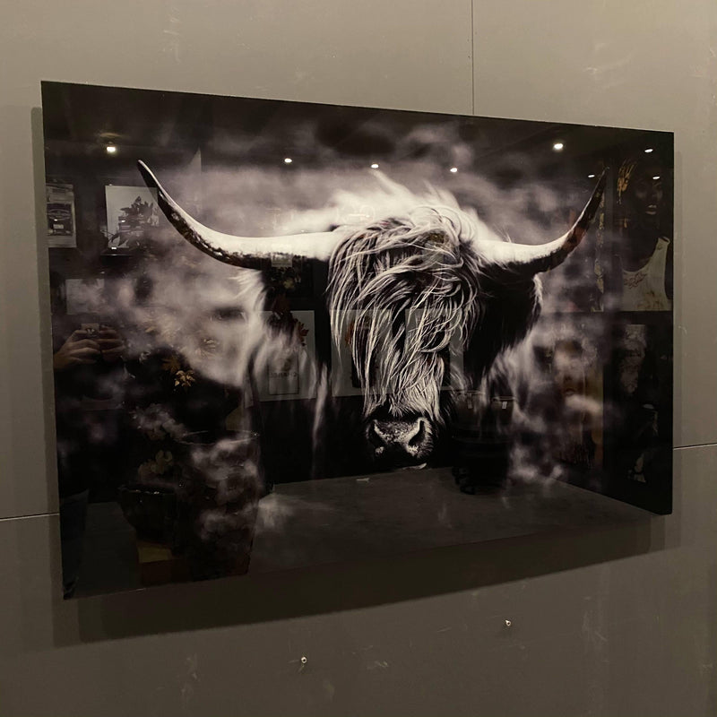 Glasschilderij - 80x120cm - Dieren - Wild Rund - meubelboutique.nl