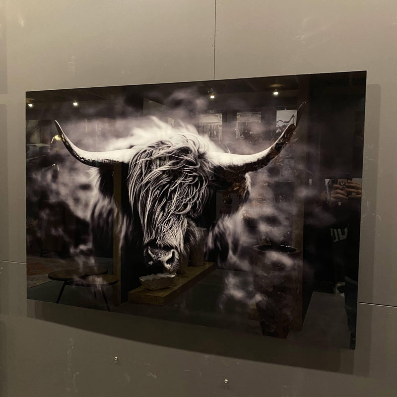 Glasschilderij - 80x120cm - Dieren - Wild Rund - meubelboutique.nl