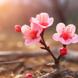 Glasschilderij - Exclusive - Liggend - Kersenbloesem Bloemen 150x100x0.4 cm