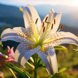 Glasschilderij - Exclusive - Liggend - Lelie Bloem 150x100x0.4 cm