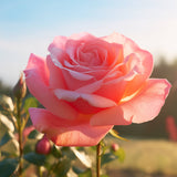 Glasschilderij - Exclusive - Liggend - Roos Bloemen 150x100x0.4 cm